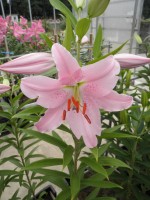 [1814 Escher No01.JPG]